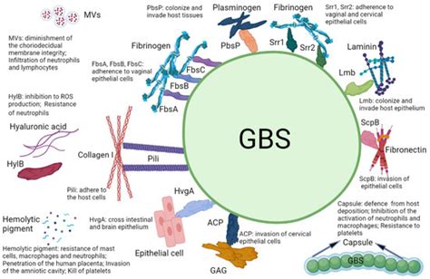 beta streptococcus|Clinical Overview of Group B Strep Disease .